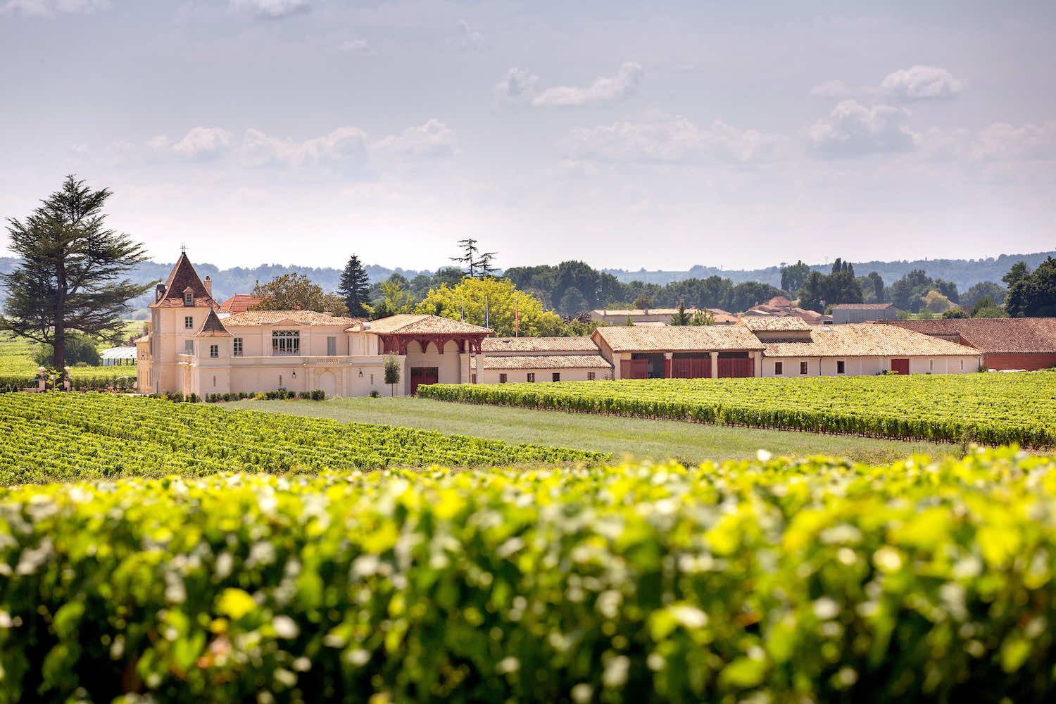 Chateau Monlot - Le vignoble Chateau Monlot - Le vignoble